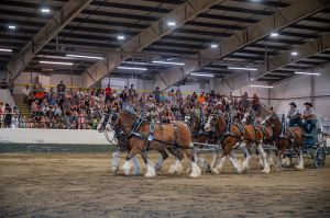 Agrifair2024WEB15.jpg
